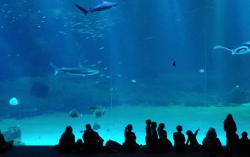 Nausicaá: bezoek het grootste aquarium van Europa met kinderen