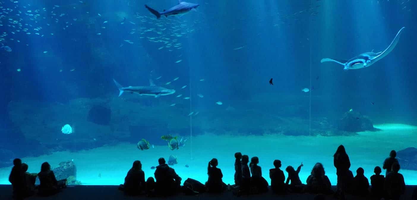 Nausicaá: bezoek het grootste aquarium van Europa met kinderen