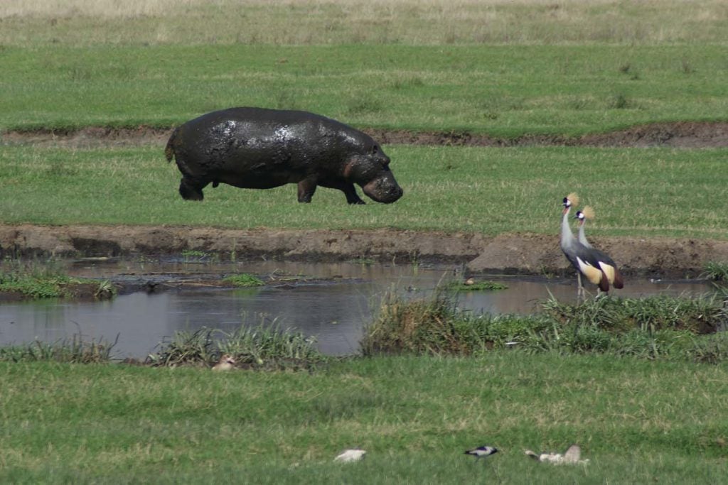 tanzania naiotnaal park