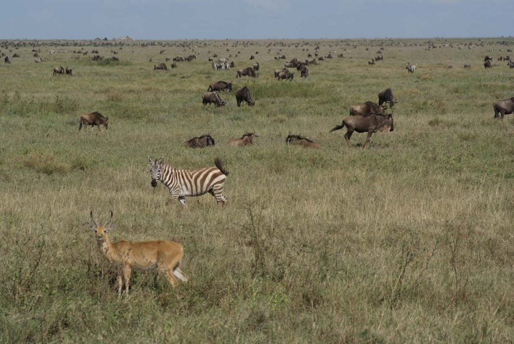 tanzania naiotnaal park