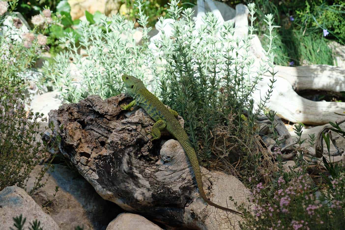 Alpen dierentuin Innsbruck