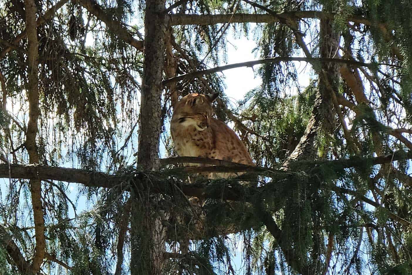 Alpen dierentuin Innsbruck