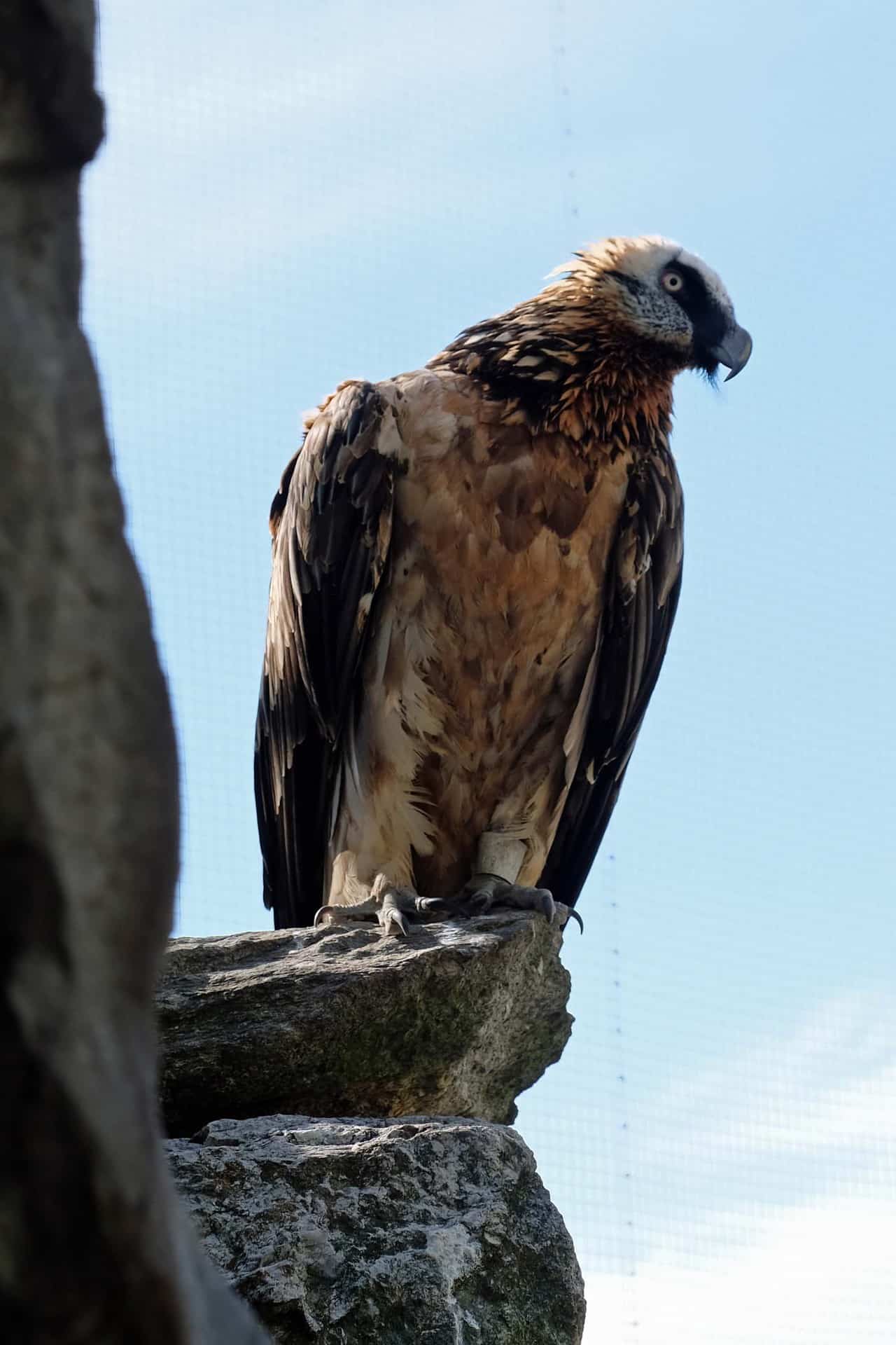 Alpen dierentuin Innsbruck