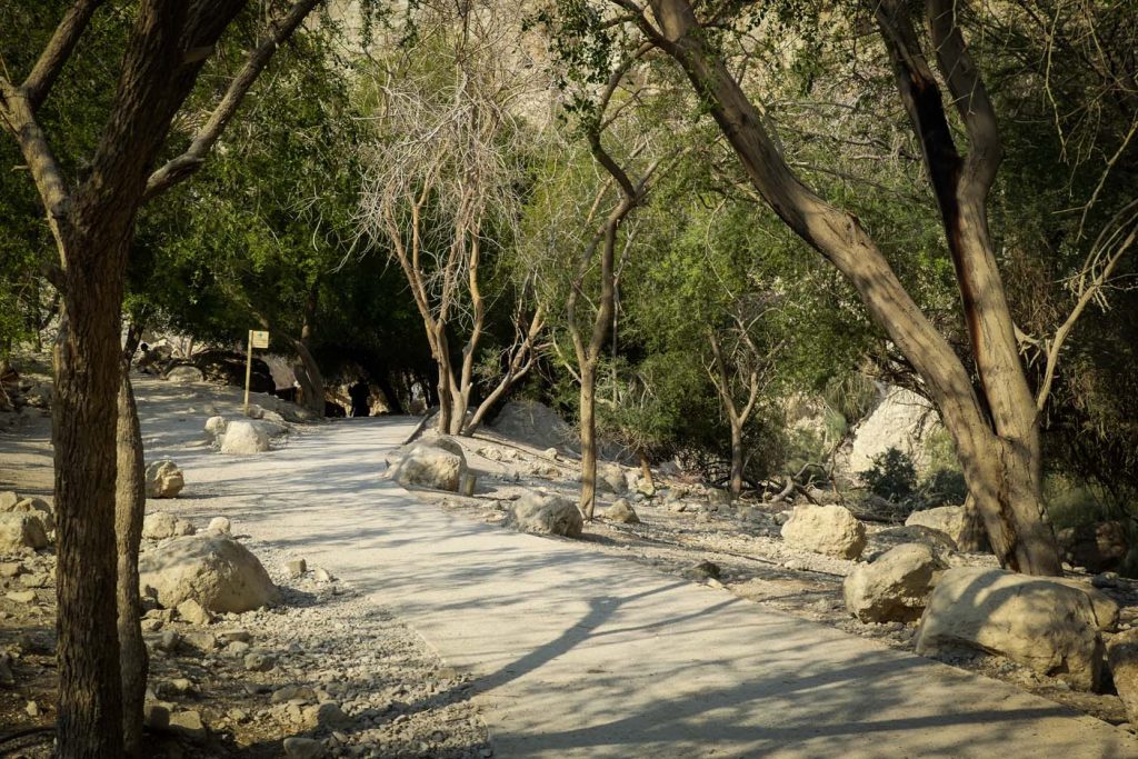 ein gedi nature reserve