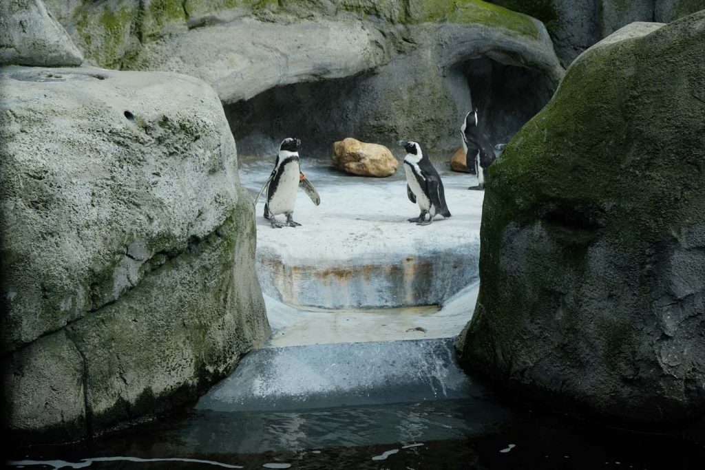 Dusseldorf met kinderen aquazoo