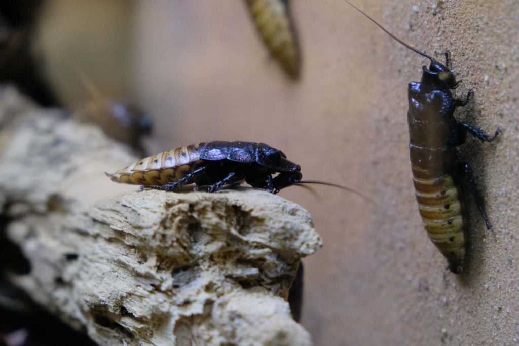 Dusseldorf met kinderen aquazoo