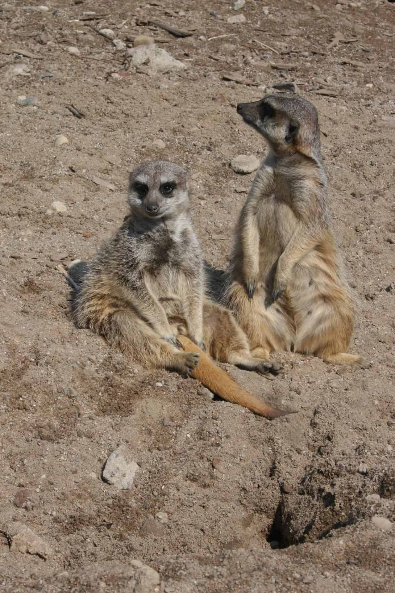 gaiazoo dierentuin