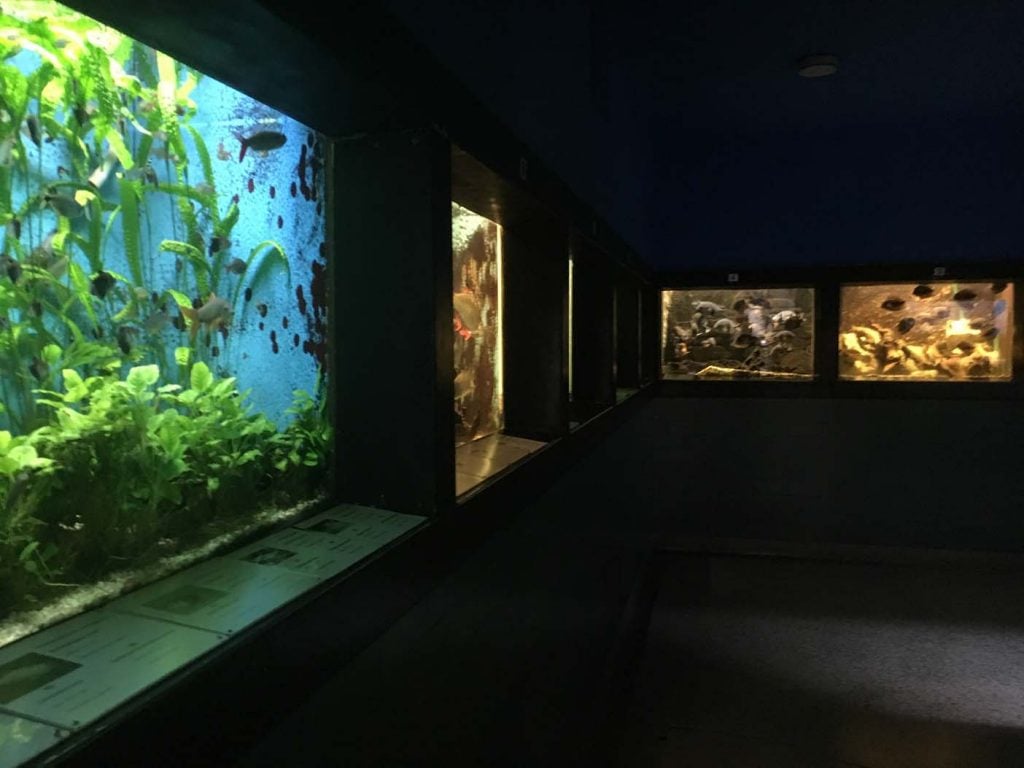 maribor met kinderen aquarium