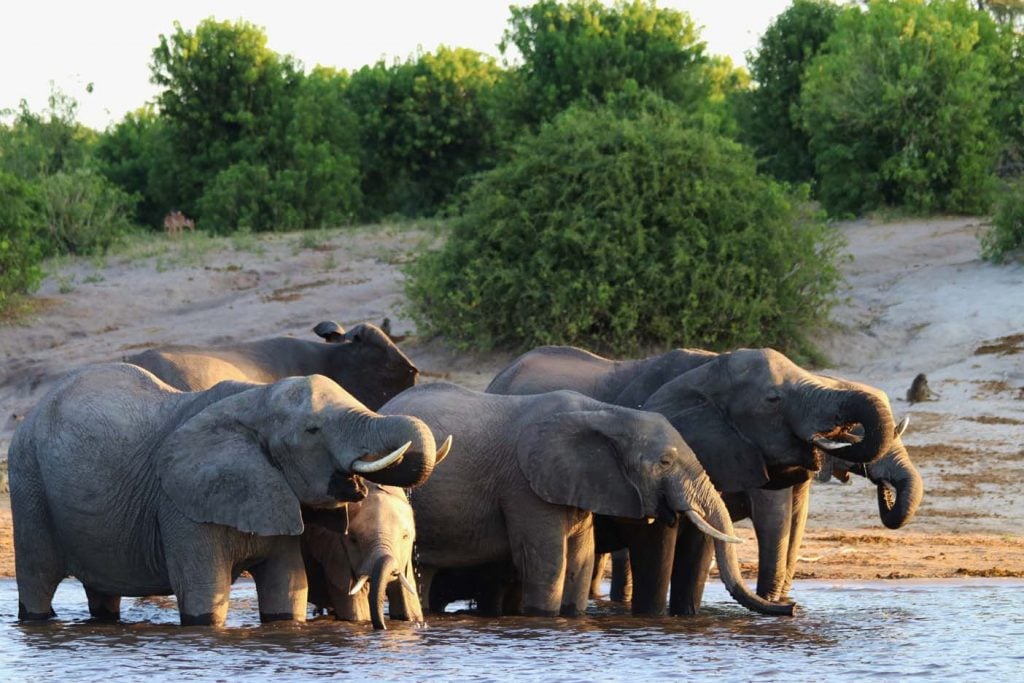 Chobe National Park olifanten