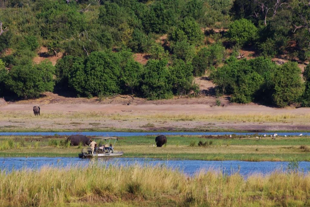 Chobe national park safari