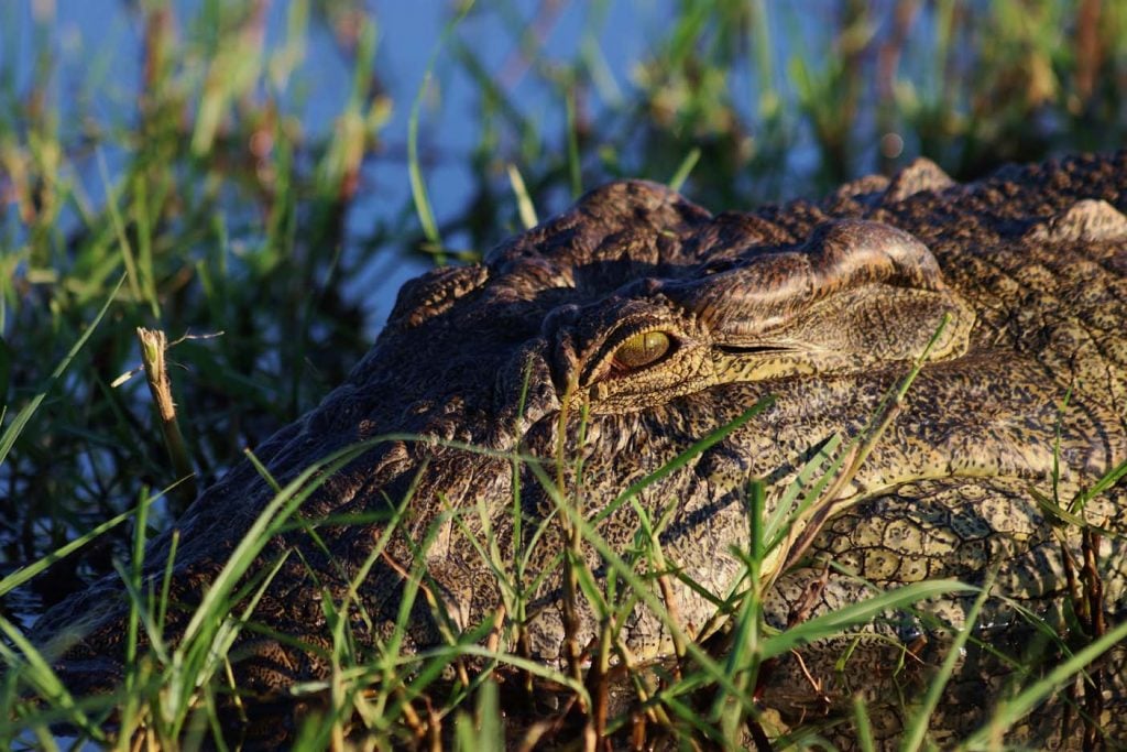 Chobe national park safari