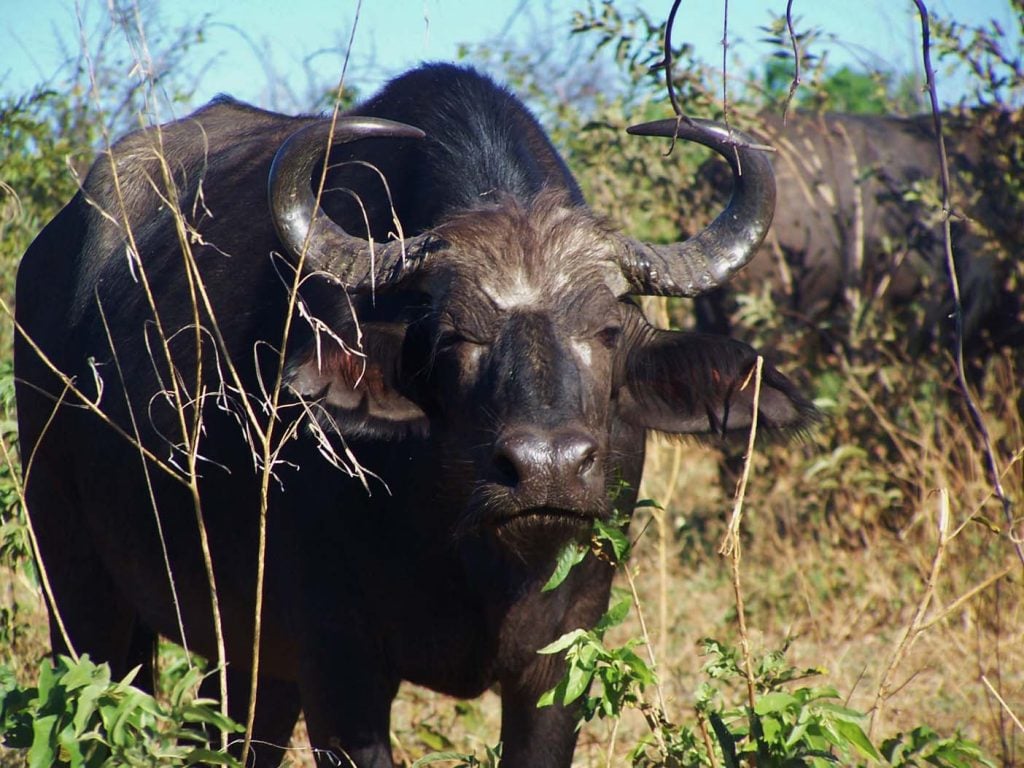 Chobe national park safari