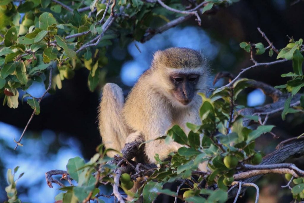 Chobe national park safari