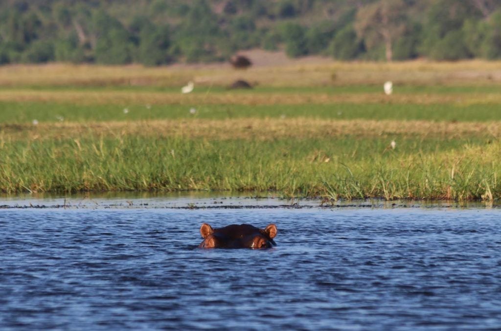 Chobe national park safari