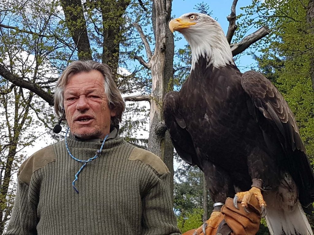 Vogelshow in de Tinnunculus Falknerei