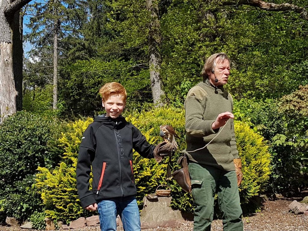 Vogelshow in de Tinnunculus Falknerei