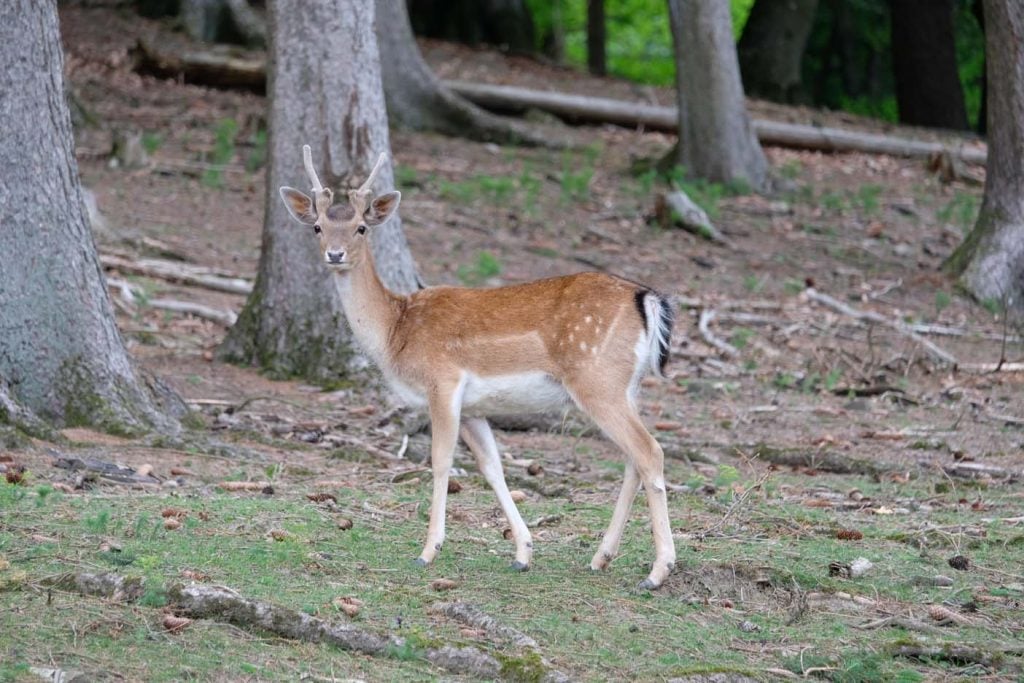 Eifelpark Gondorf