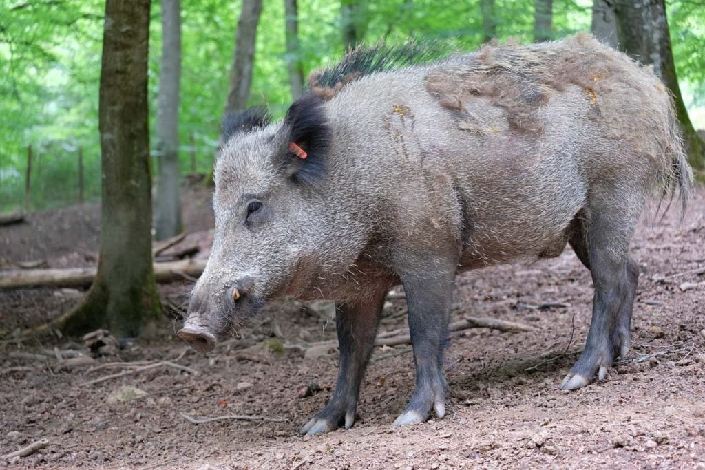 Eifelpark gondorf wilpark