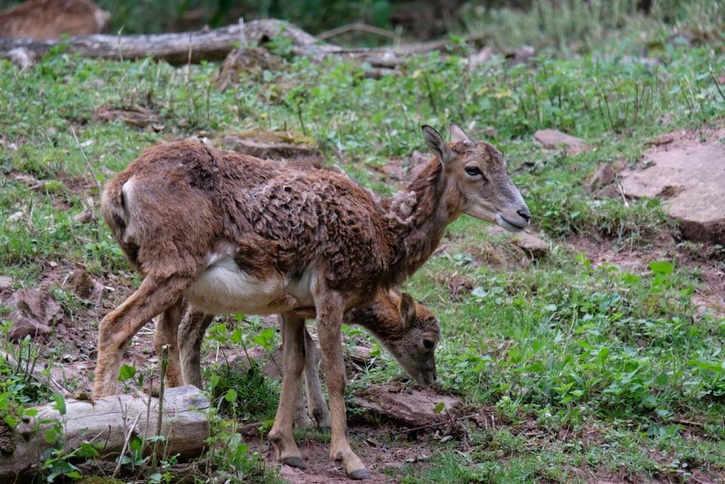 eifelpark gondorf wilpark