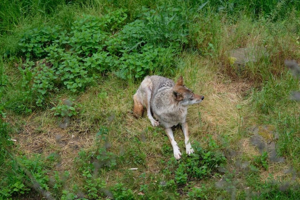 eifelpark gondorf wilpark