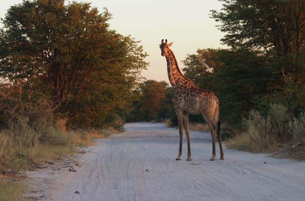 Okavango delta