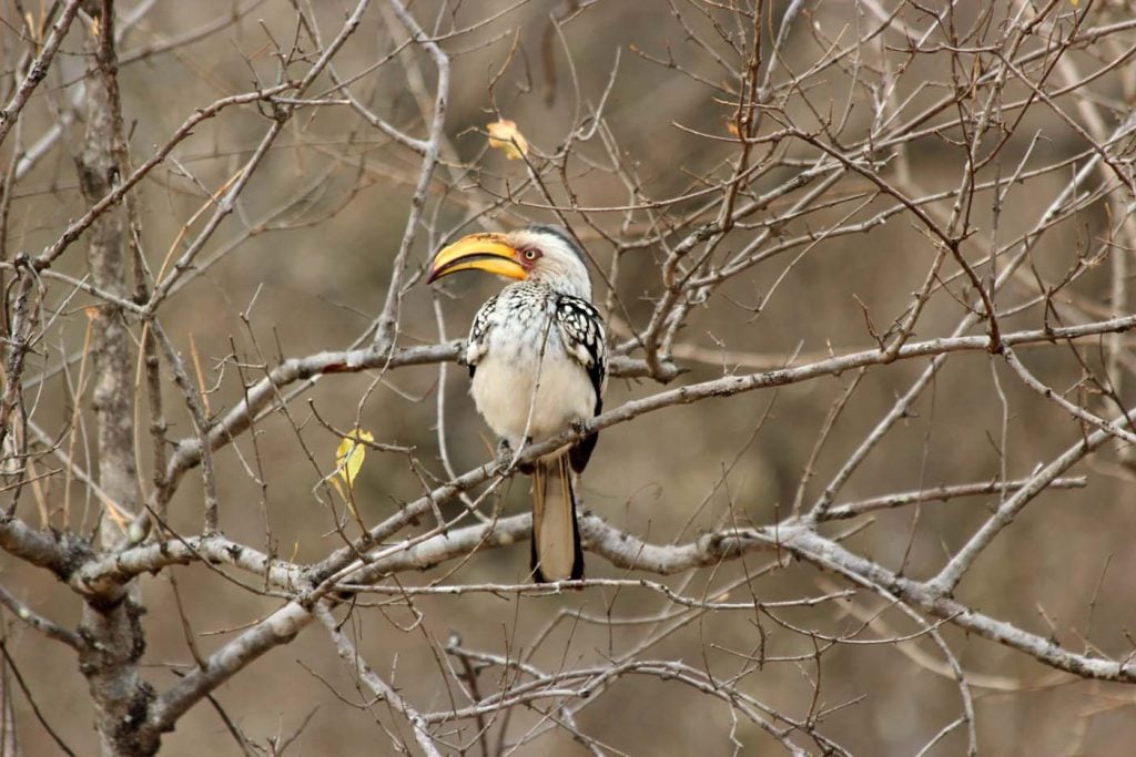 Okavango delta