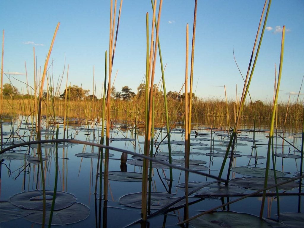 Okavangodelta mokorotrip