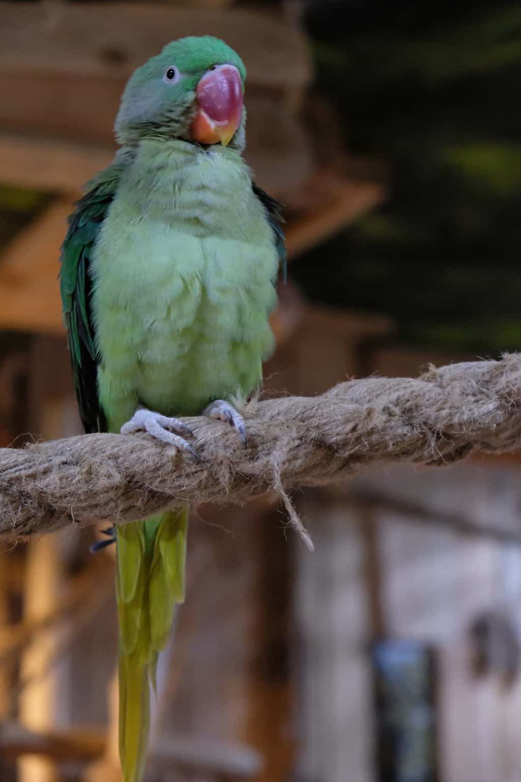 wroclaw met kinderen parrot house