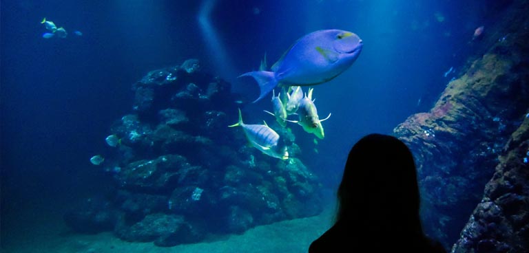 Universeum gotenburg