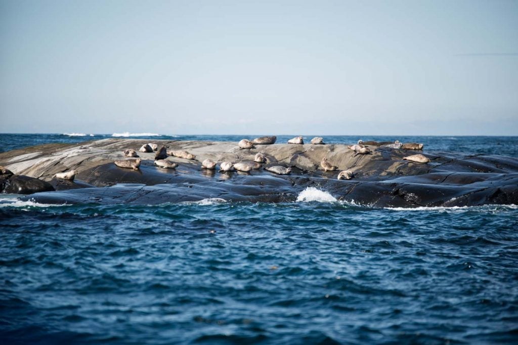 Kosterhavet National Park in Zweden,