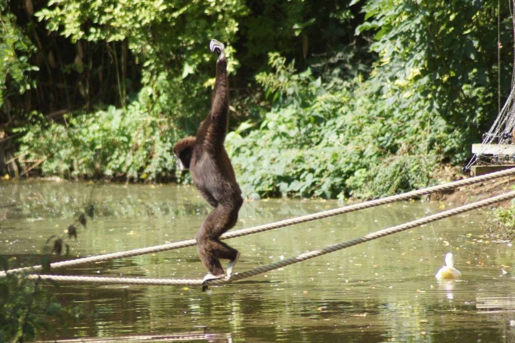 De dierentuin in Lille