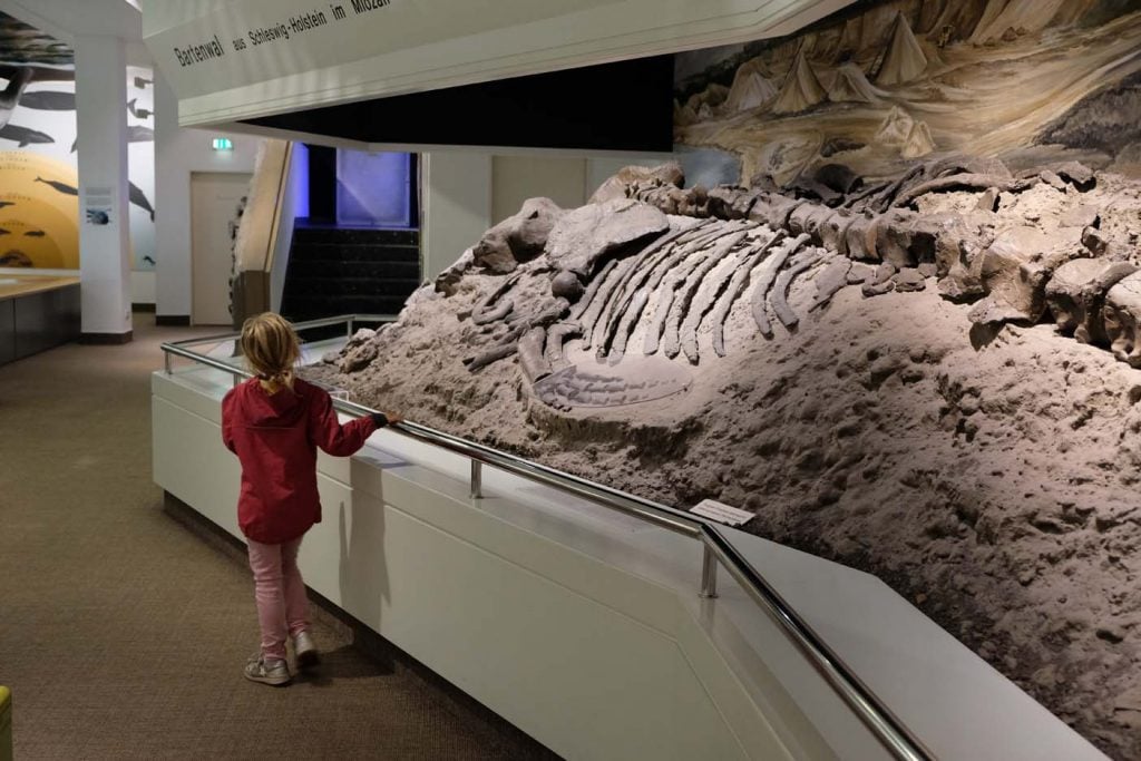 Natuurhistorische museum Lübeck