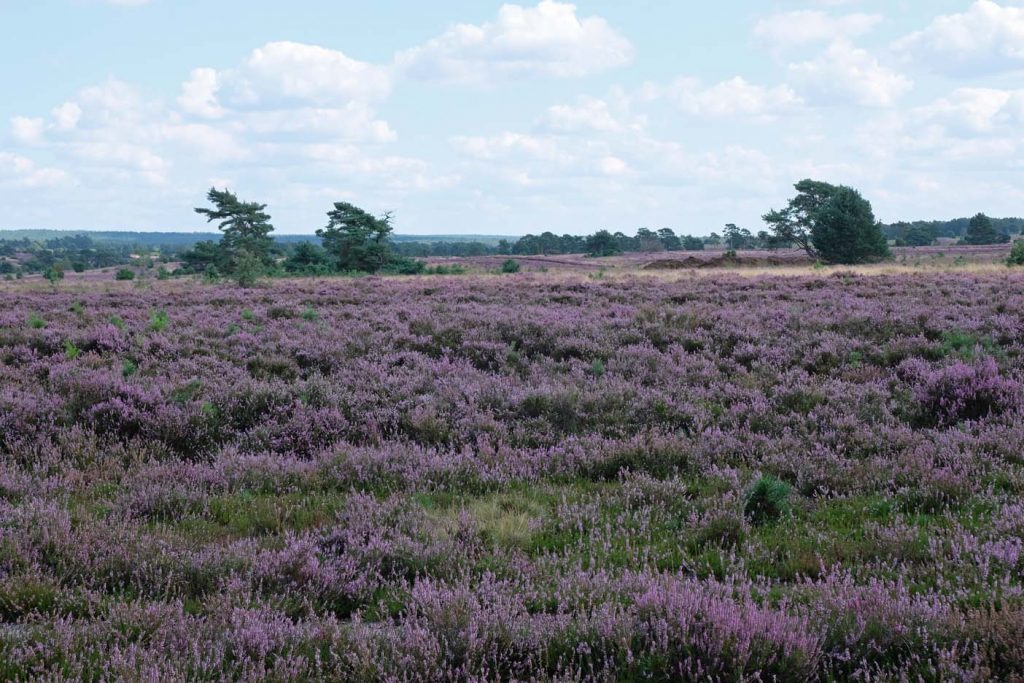 Luneberger heide