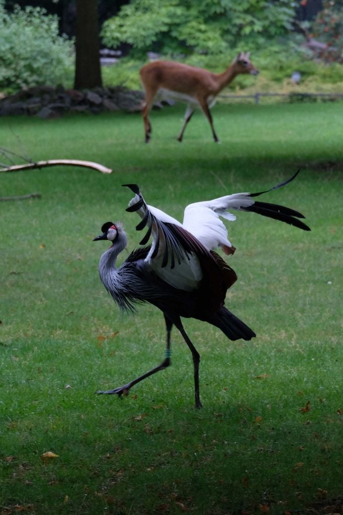 Rostock dierentuin