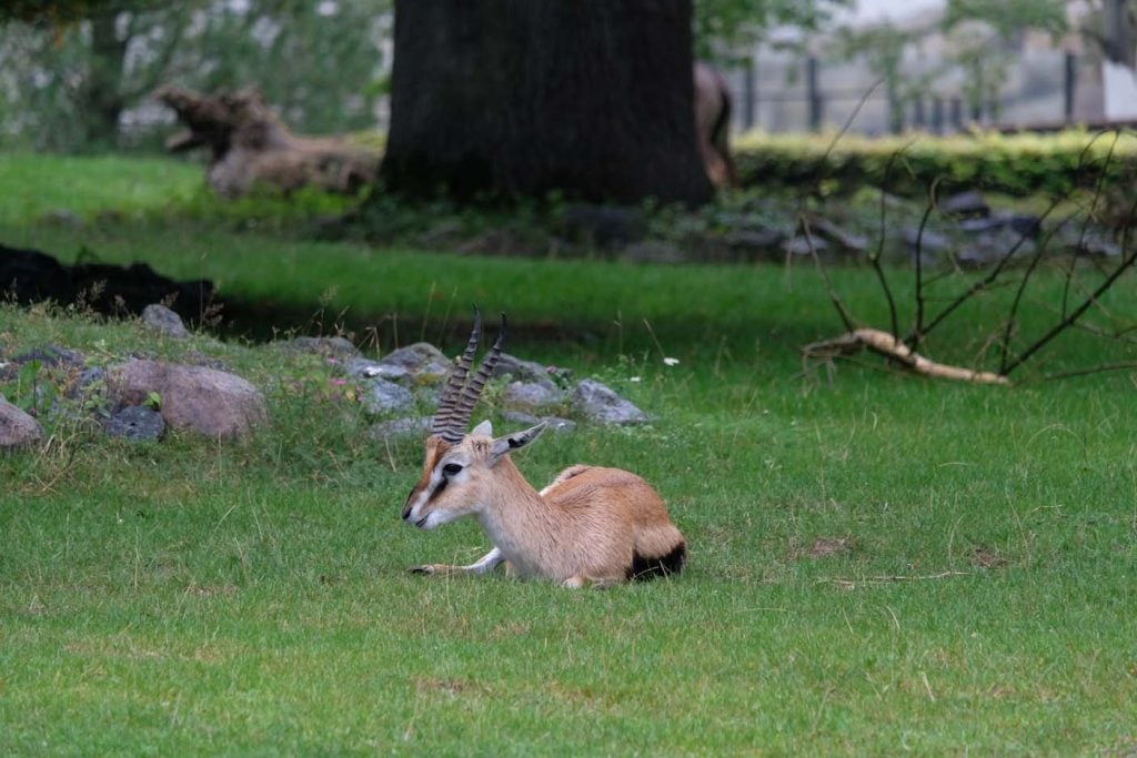 Rostock zoo