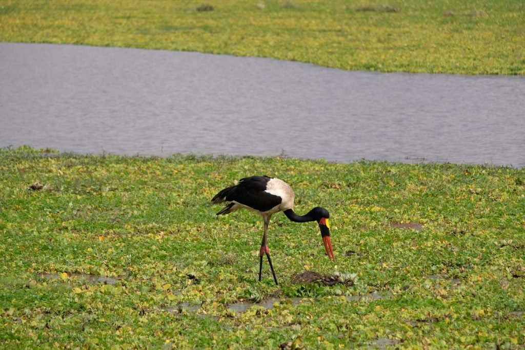 Tanzania Safari