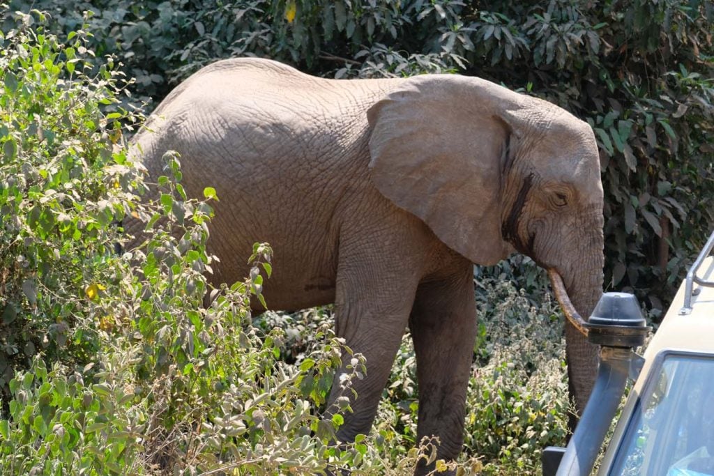 Tanzania Safari