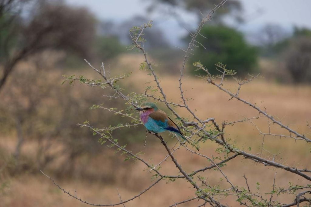 Tanzania Safari