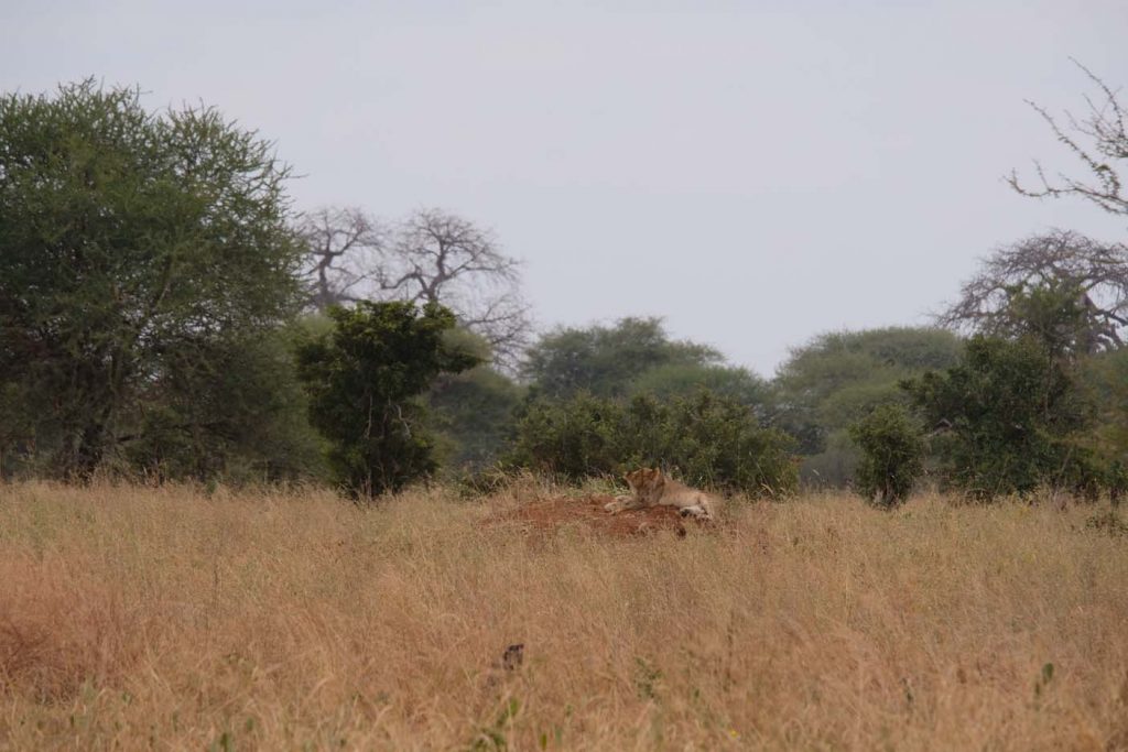 Tanzania Safari