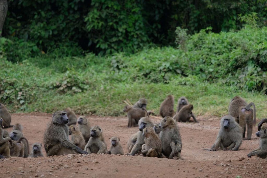 Tanzania Safari