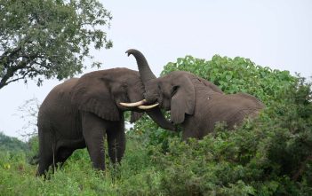 Virtueel op reis met kinderen? Ga live op safari in Zuid-Afrika en andere belevenissen Tanzania Safari