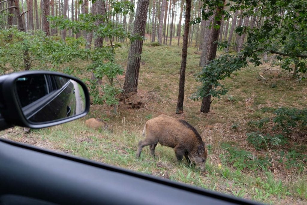 Usedom wild zwijn