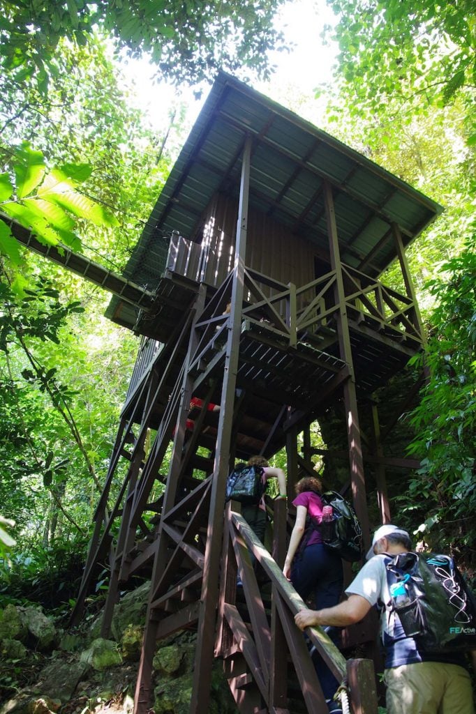 mulu nationaal park canopy walk