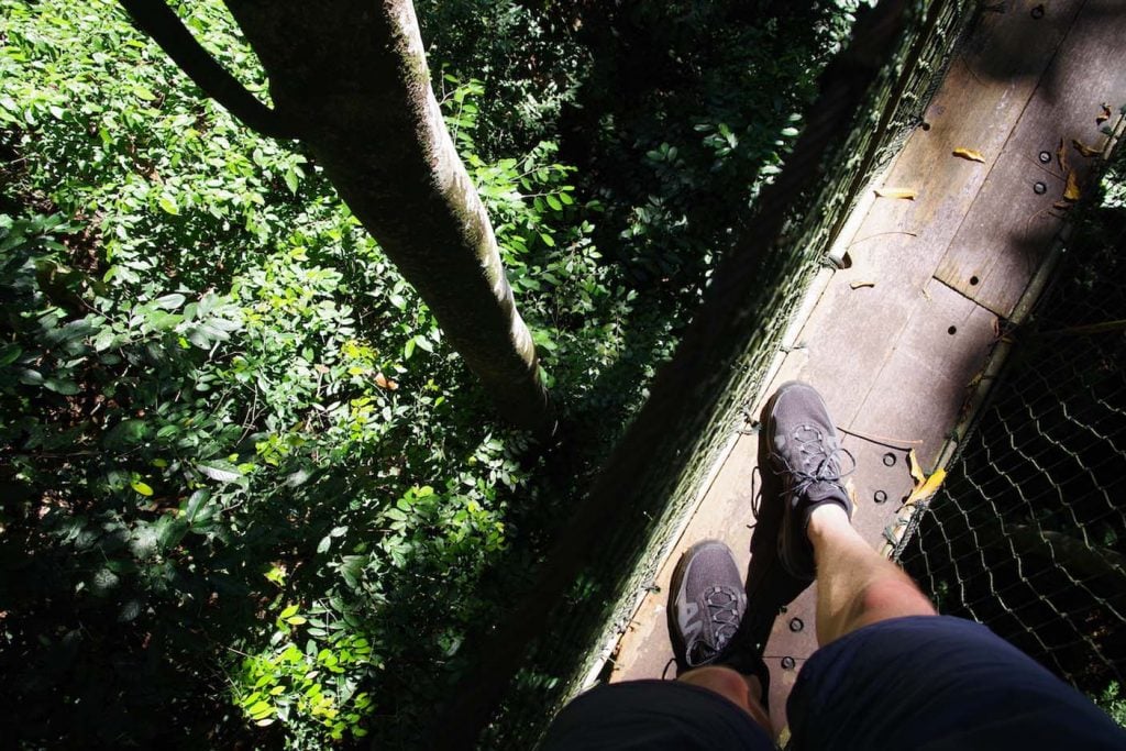 mulu nationaal park canopy walk