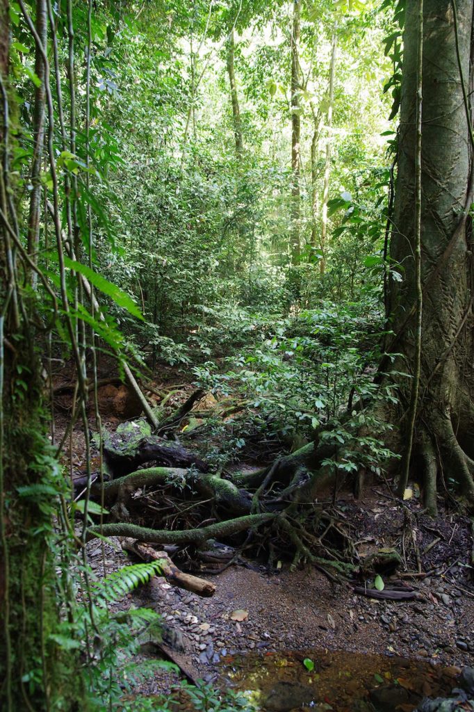 Gunung Mulu National Park