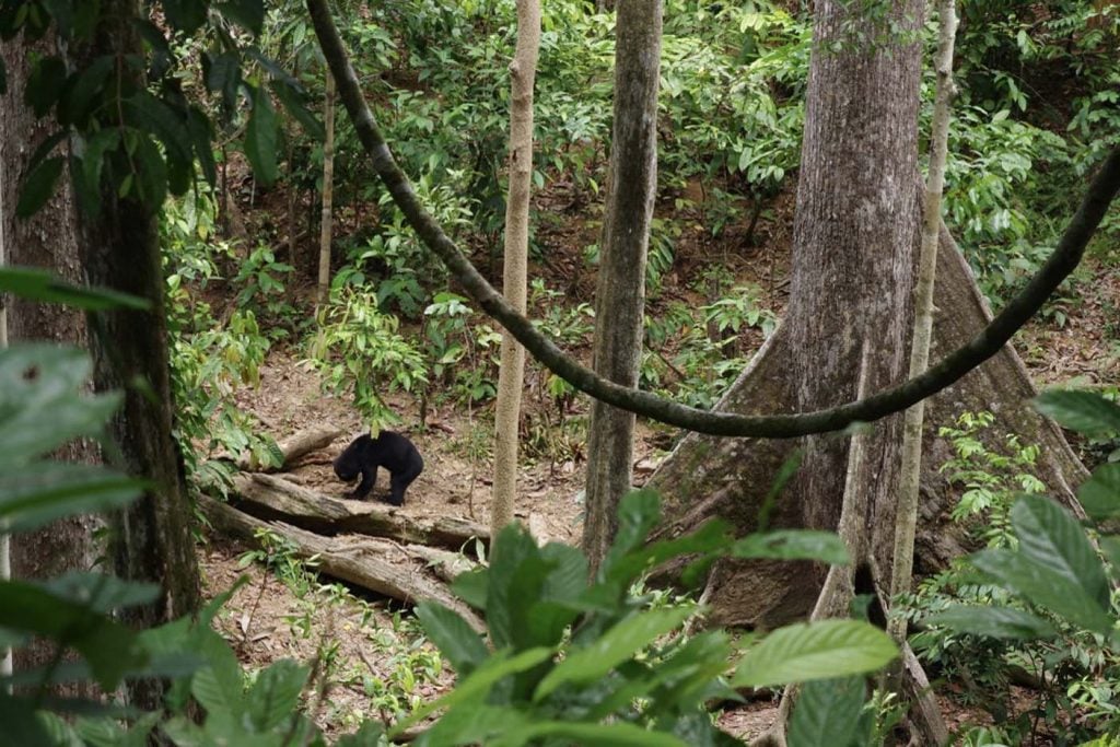 Sunbear Conservation Centre