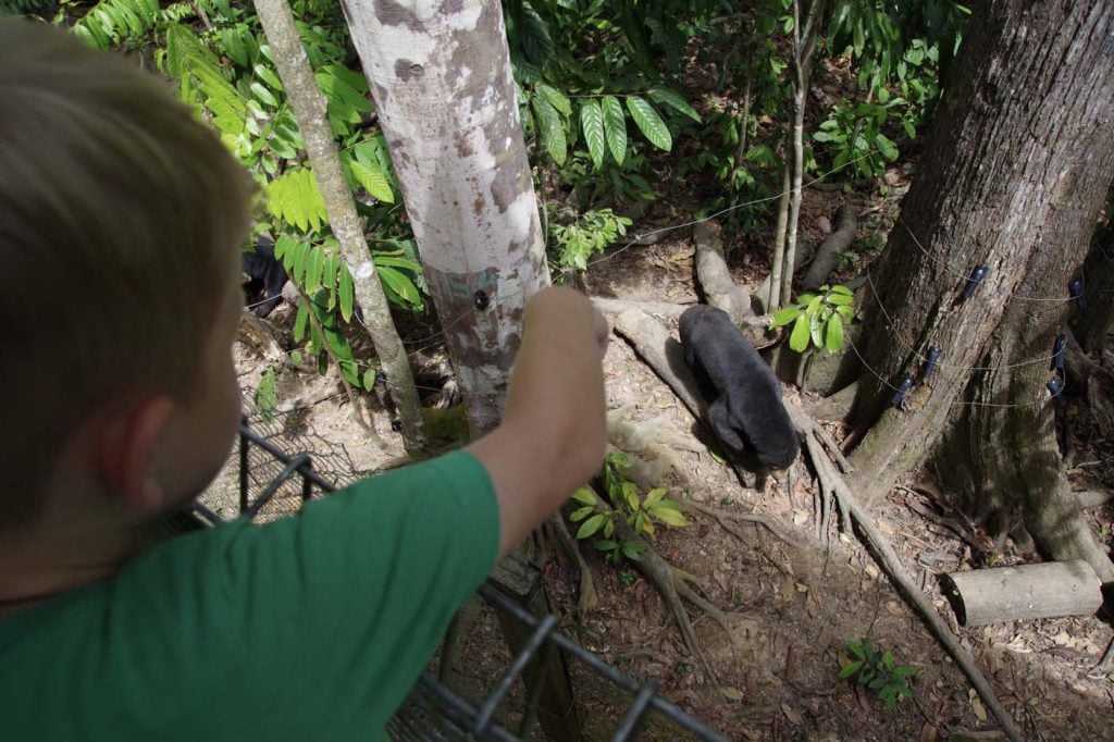 Sunbear Conservation Centre