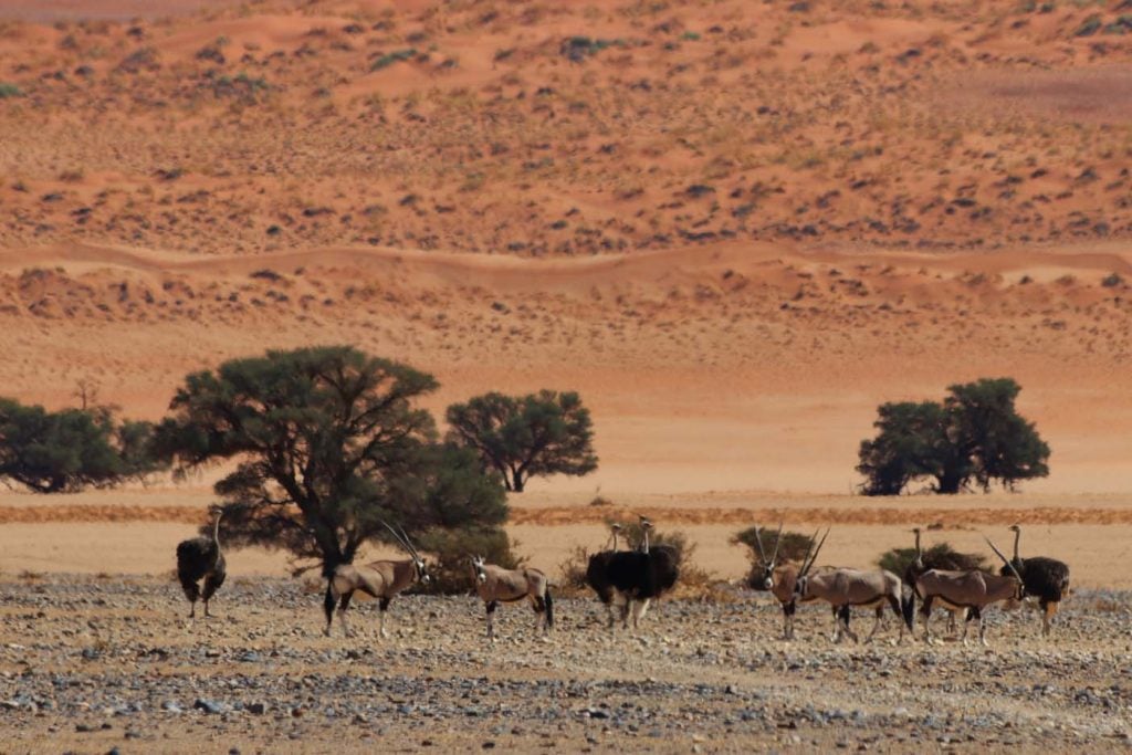 Sossusvlei  dieren