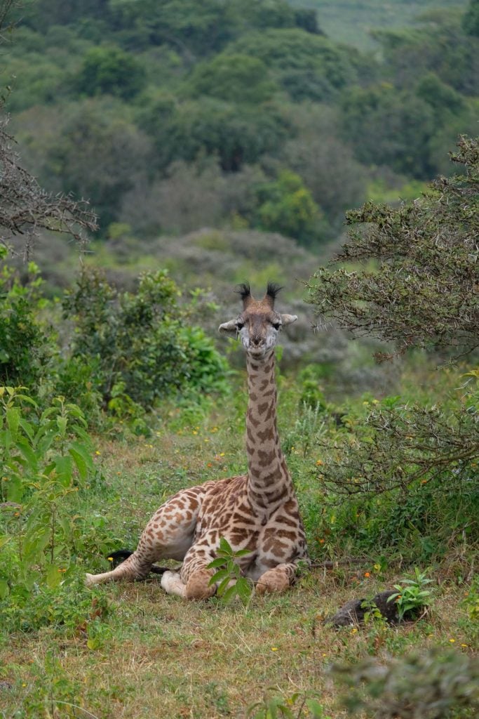 Arusha nationaal park