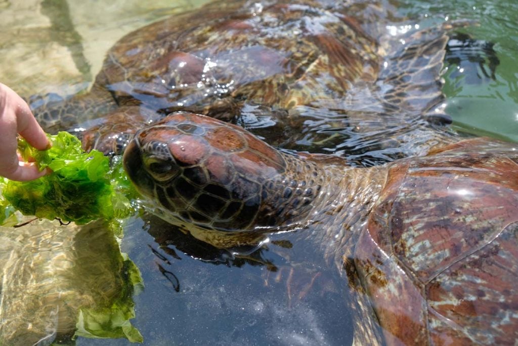 Nungwi schildpadden